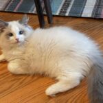 Roborock S8+ Robot Vacuum and Mop Combo, 6000Pa Suction, Sonic Mopping, Auto Mop Lift, Self-Empty Dock, 3D Obstacle Avoidance, Smart App Control, 60-Day Dust Bin, White photo review