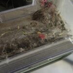 iMartine BR151 Robot Vacuum and Mop Combo – 2-in-1 Slim Robotic Cleaner with 2300Pa Suction, App/Voice/Remote Control, Self-Charging, Quiet Operation for Pet Hair, Hard Floors & Low Pile Carpet photo review