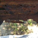 CosmoGrill Pro Deluxe 4+1 Gas Barbecue Grill – 5 Burner Outdoor BBQ with Side Burner, Warming Rack, Thermometer – Large Family Garden Grill (Model 93411) photo review