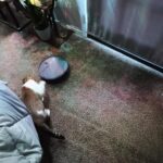 iMartine BR151 Robot Vacuum and Mop Combo – 2-in-1 Slim Robotic Cleaner with 2300Pa Suction, App/Voice/Remote Control, Self-Charging, Quiet Operation for Pet Hair, Hard Floors & Low Pile Carpet photo review