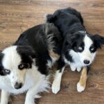 eufy X10 Pro Omni Robot Vacuum and Mop Combo, 8,000Pa Suction, Self-Emptying, Auto Mop Washing & Drying, Dual Auto-Lift Mops, AI Obstacle Avoidance, Black photo review