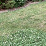 Greenworks 60V Brushless Cordless Push Lawn Mower – 17″ (43 cm) Deck, 4.0 Ah Battery & 3 A Rapid Charger, 40 Min Runtime photo review